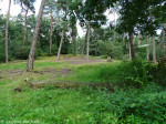 Nijreesbos